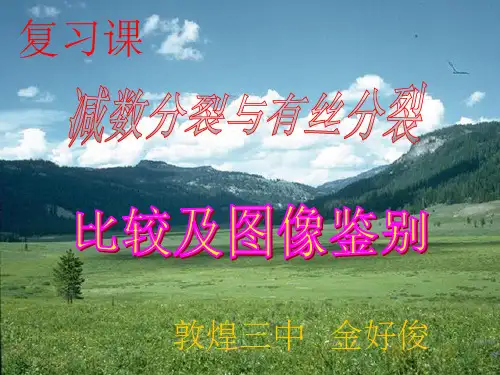 减数分裂图解PPT课件