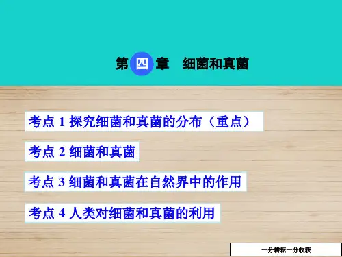 (人教版)2017版中考生物考点梳理：54《细菌和真菌》ppt课件AqMlHq