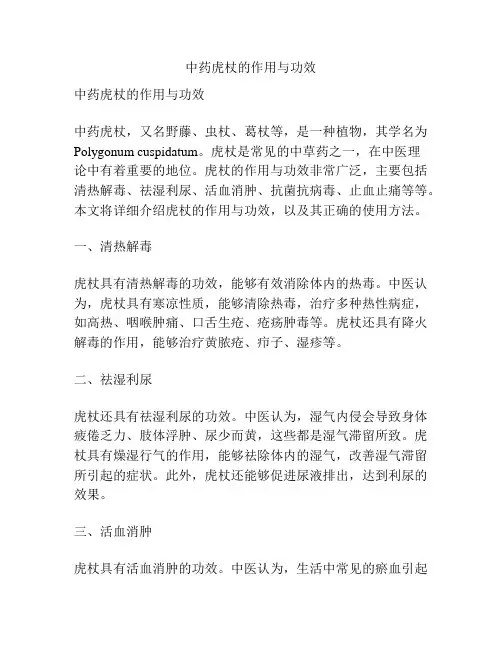 中药虎杖的作用与功效