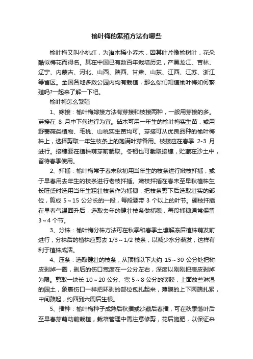 榆叶梅的繁殖方法有哪些