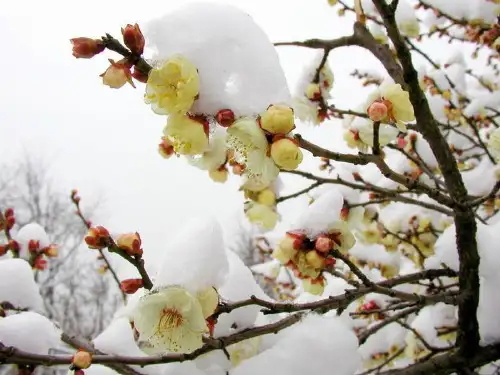 26古诗两首《梅花》邓思PPT课件