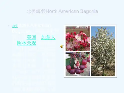 北美海棠品种介绍