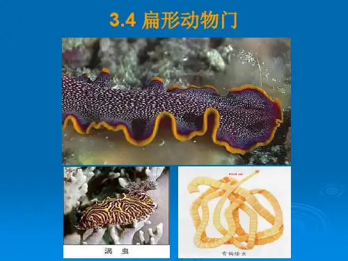 动物生物学3(2)--扁形动物门