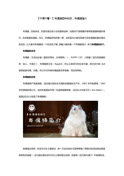 布偶猫百科知识,布偶猫简介