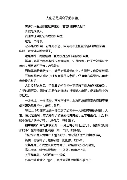 人们总是误会了鹅掌藤。
