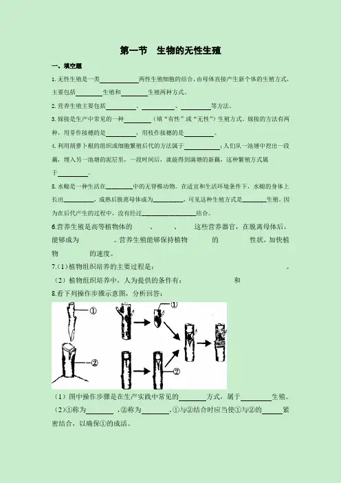 苏教版-生物-八年级下册-《生物的无性生殖》_课堂训练