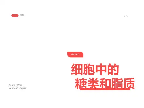 细胞中的糖类和脂质公开课用