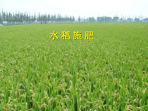 水 稻 施 肥