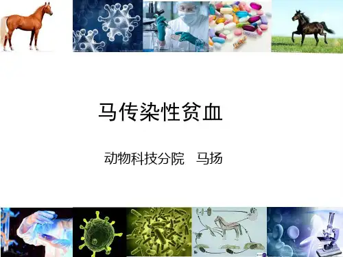 7马传染性贫血