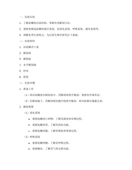 活泥鳅解剖实验报告
