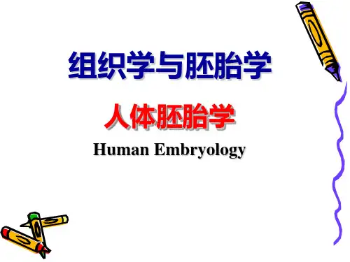 医学组织胚胎学课件 人体胚胎学 