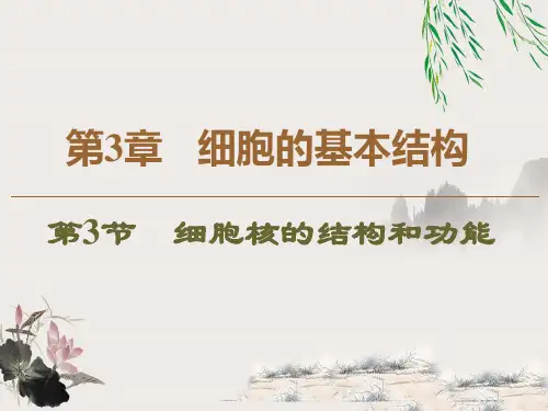 人教版新高中生物必修课件-细胞核的结构和功能-ppt精品课件