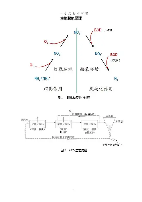 生物脱氮除磷原理.doc