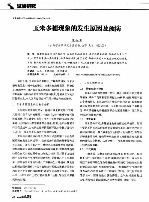 玉米多穗现象的发生原因及预防