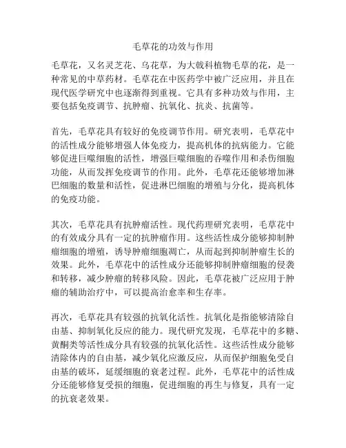 毛草花的功效与作用