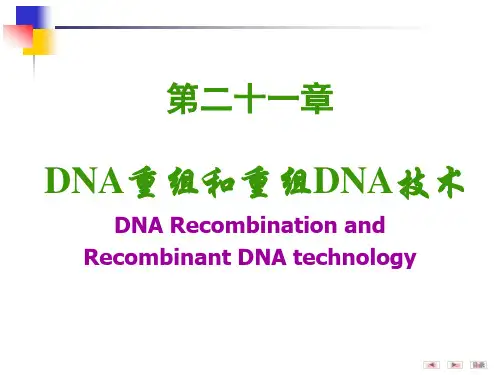 重组DNA技术