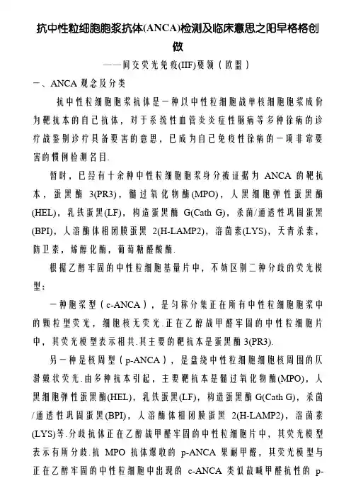 抗中性粒细胞胞浆抗体(ANCA)的检测及临床意义