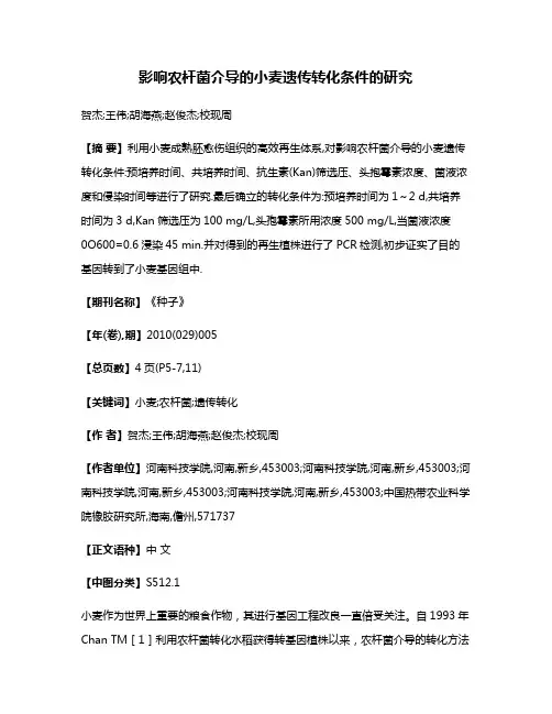影响农杆菌介导的小麦遗传转化条件的研究