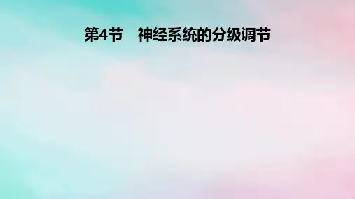 2025版新教材高中生物第2章神经调节第4节神经系统的分级调节课件新人教版选择性必修1