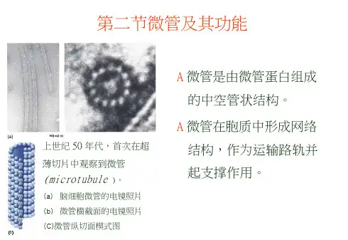 第九章细胞骨架ppt课件  .docx