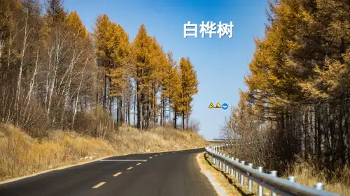 部编人教版小学语文四年级下册第三单元 《11 白桦》(教学课件)