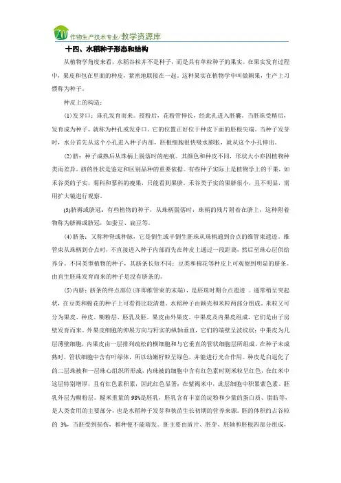 14 水稻种子形态和结构.