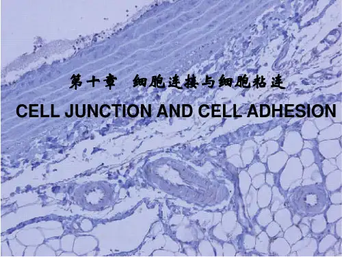 医学细胞生物学：10 细胞连接与细胞粘连