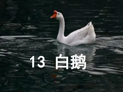四年级上册语文课件-13《白鹅》 ｜人教新课标 (共21张PPT)