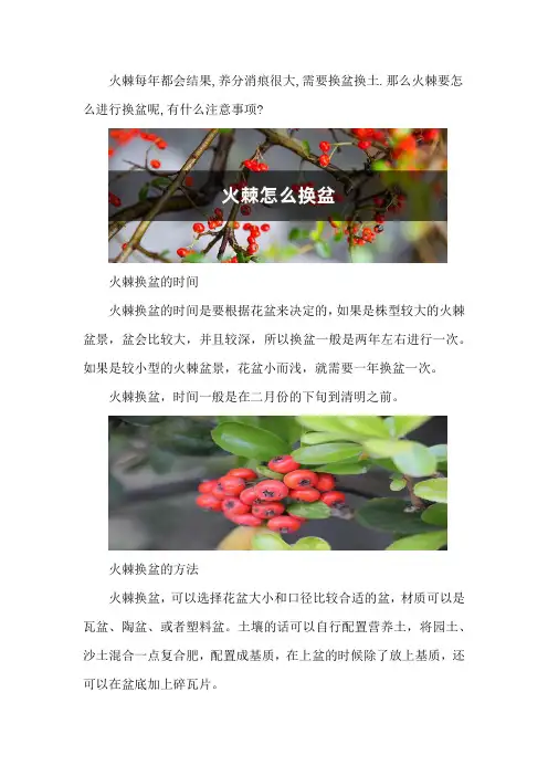 火棘怎么换盆