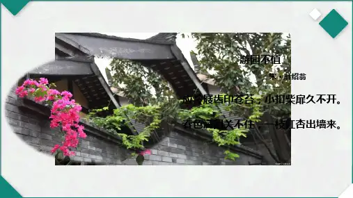 5.1植物生长素(第一课时)高二生物精讲课件(人教版2019选择性必修1)