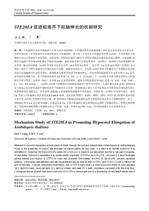 STE20L4促进拟南芥下胚轴伸长的机制研究