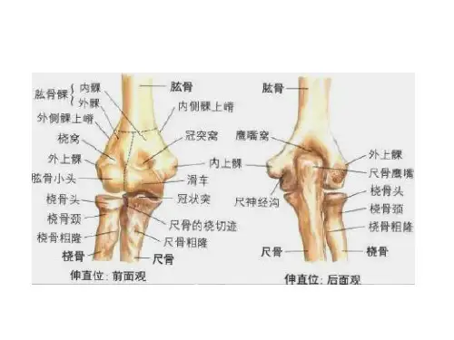 肘关节解剖运动学说ppt课件