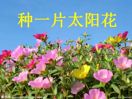 北师大版四年级下册《种一片太阳花》课件讲述