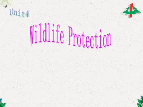 高一上学期英语课件：Unit4 Wildlife Protection (共16张PPT)