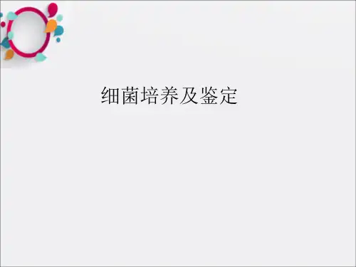 细菌的培养及鉴定ppt课件