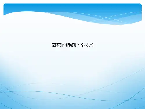 菊花的组织培养技术