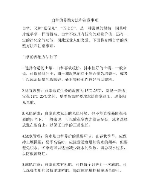 白掌的养殖方法和注意事项