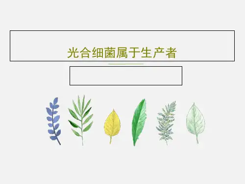 光合细菌属于生产者27页PPT
