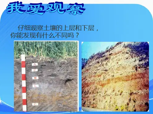 苏教版小学科学三年级下册《肥沃的土壤》