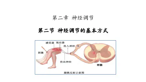 2.2 神经调节的基本方式课件2021-2022学年高二上学期生物人教版选择性必修1