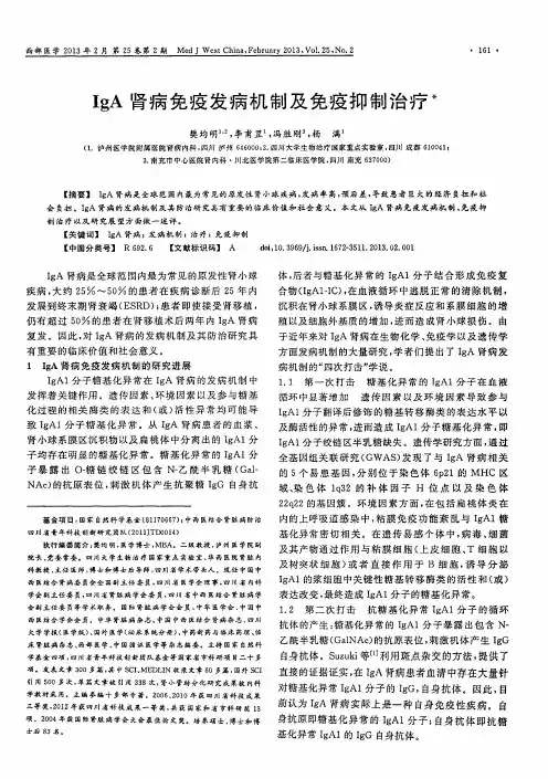 IgA肾病免疫发病机制及免疫抑制治疗