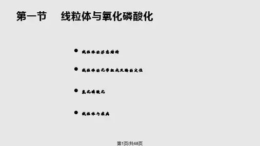 细胞生物学线粒体PPT课件