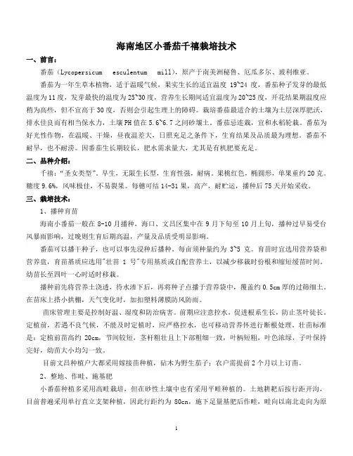 海南地区小番茄千禧栽培技术