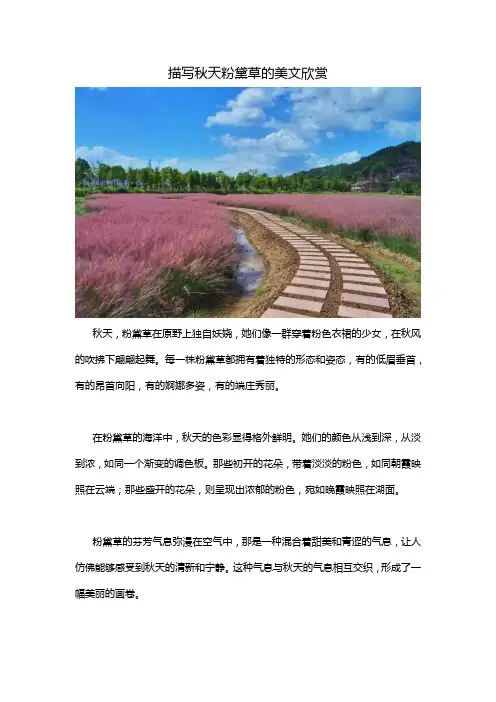 描写秋天粉黛草的美文欣赏