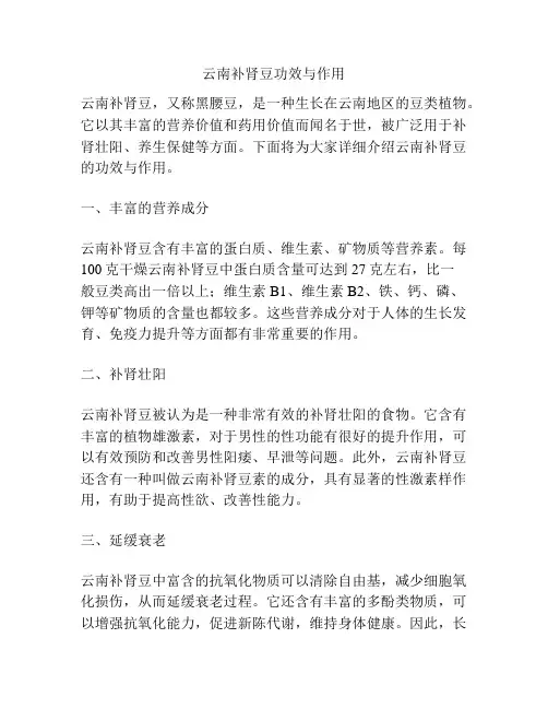 云南补肾豆功效与作用