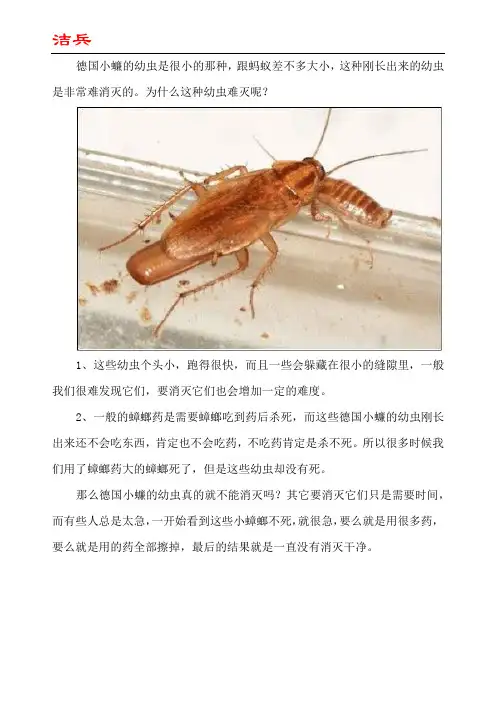 德国小蠊幼虫怎么消灭