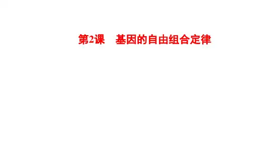 一轮复习新教材第五单元第2课基因的自由组合定律课件(89张)