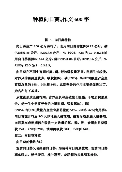 种植向日葵,,作文600字