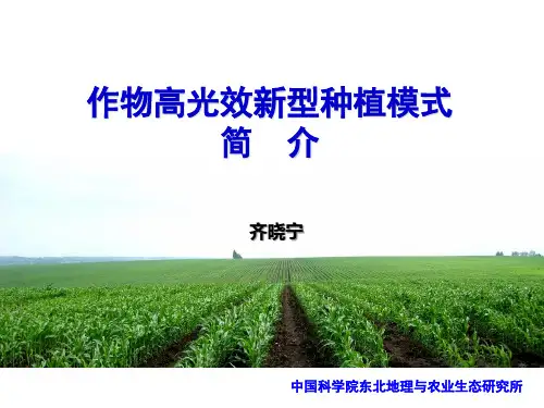 高光效新型栽培模式简介