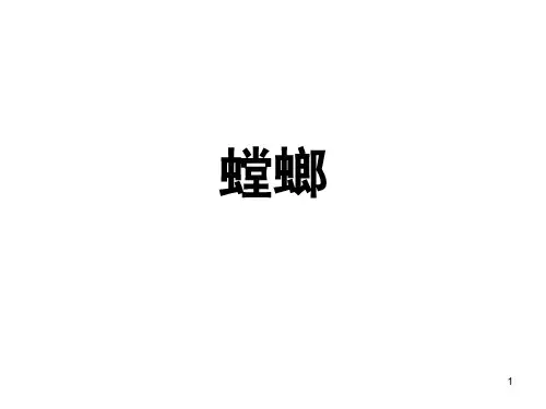 螳螂(简介)ppt课件